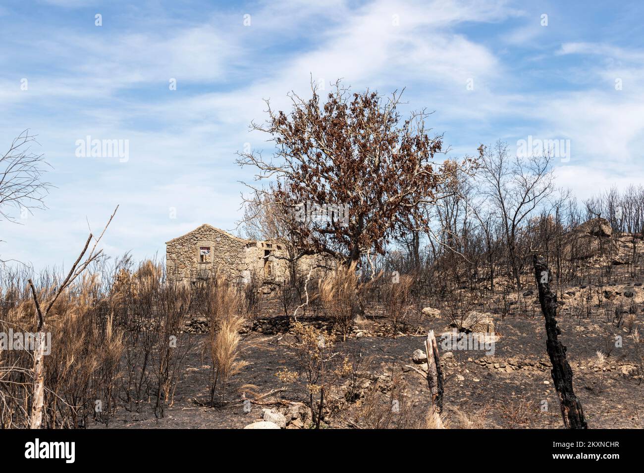 Un territoire sans vie après un fort incendie au Portugal. Linhares da Beira, Celorico da Beira , district de Guarda, Portugal Banque D'Images