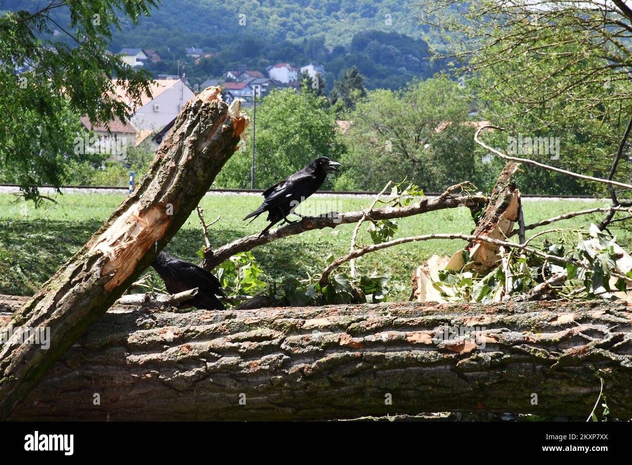 Blessés d'oiseaux dans le parc Zvecevo à Pozega, en Croatie, sur 26 juin 2021. Lors de la forte tempête d'hier dans le comté de Pozega-Slavonia, qui était accompagné d'une forte tempête de grêle de la taille d'un noyer, de nombreux oiseaux ont été tués. Photo: Ivica Galovic/PIXSELL Banque D'Images