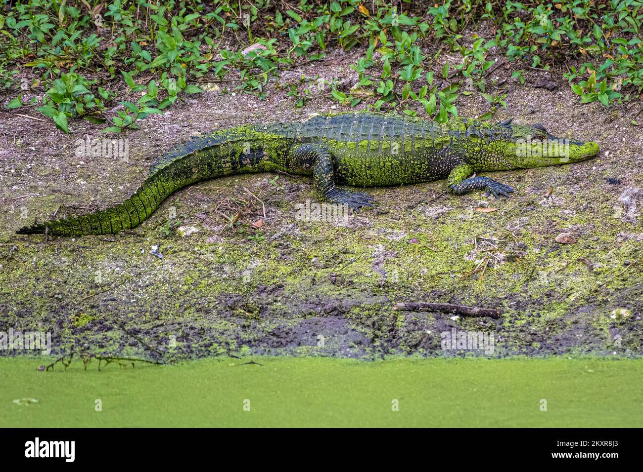 Alligator couvert d'algues vertes (Alligator mississippiensis) reposant sur une rive d'étang le long de Paynes Prairie près de Gainesville, Floride. (ÉTATS-UNIS) Banque D'Images