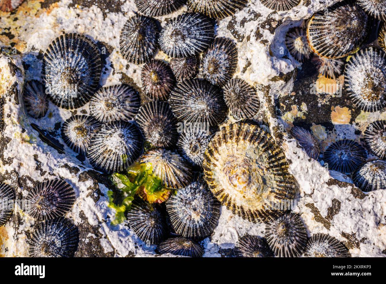 Opihi, Cellana sandicensis, est un type endémique de limette trouvé à Hawai'i. Il n'a qu'une seule coquille et des accrocs aux rochers dans une marée et le long de la Th Banque D'Images