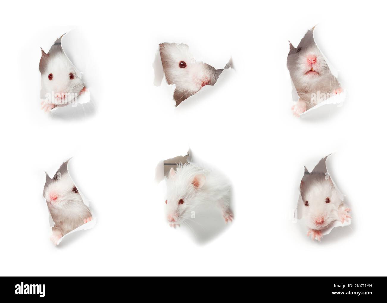 Simple tête de rat blanche fond blanc Banque D'Images
