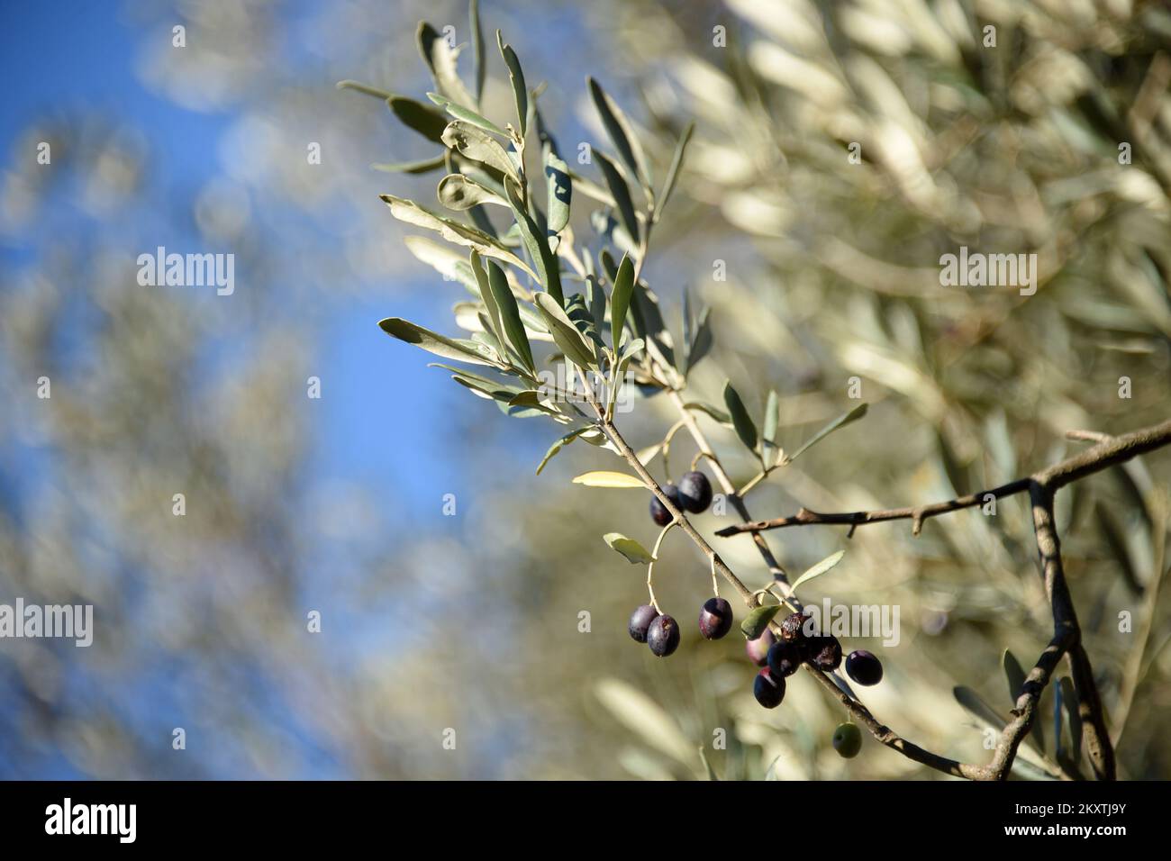 La photo montre les belles branches d'un olivier. L'olivier Brijuni est l'un des plus anciens oliviers de la Méditerranée et son âge est estimé à 2000 ans. Elle est unique dans sa génétique, et en raison du climat favorable et de l'influence des plantes environnantes, elle porte encore des fruits. Depuis environ 20 ans, l'huile est produite, récoltée à partir de cette olive, et est ensuite offerte en cadeau aux invités VIP et aux partenaires d'affaires de NP Brijuni. Il peut produire jusqu'à 30 litres d'huile unique par an., à Brijuni, en Croatie, sur 16 octobre 2021. Photo: Srecko Niketic/PIXSELL Banque D'Images