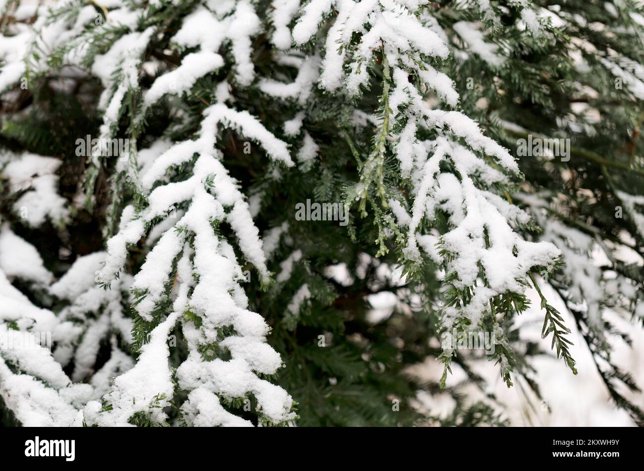 Véritable sapin de Noël avec fond de neige fraîche pour la saison des fêtes Banque D'Images