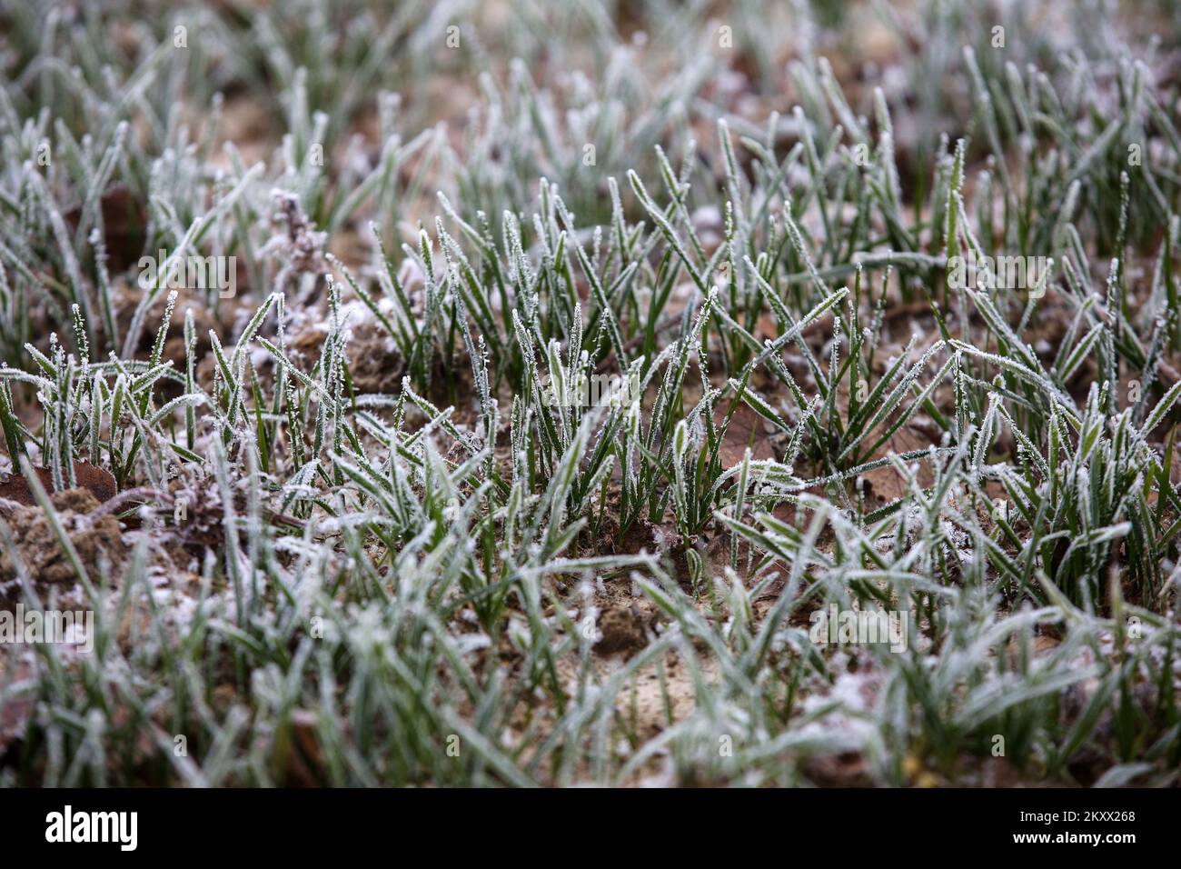 Un champ de blé sous le gel à Lekenik, en Croatie, sur 9 janvier 2021. Lekenik, un village du centre de la Croatie, s'est réveillé aujourd'hui avec une température de -8 degrés et du gel dans les champs de blé. Photo: Zeljko Hladika/PIXSELL Banque D'Images