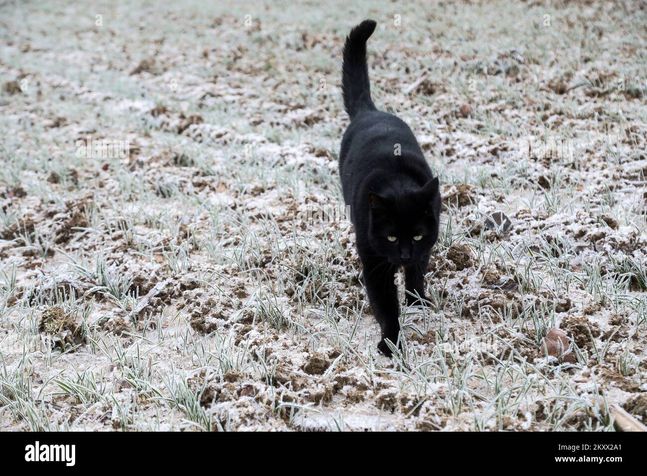 Le chat se faufile dans un champ de blé recouvert de gel à Lekenik, en Croatie, sur 9 janvier 2021. Lekenik, un village du centre de la Croatie, s'est réveillé aujourd'hui avec une température de -8 degrés et du gel dans les champs de blé. Photo: Zeljko Hladika/PIXSELL Banque D'Images