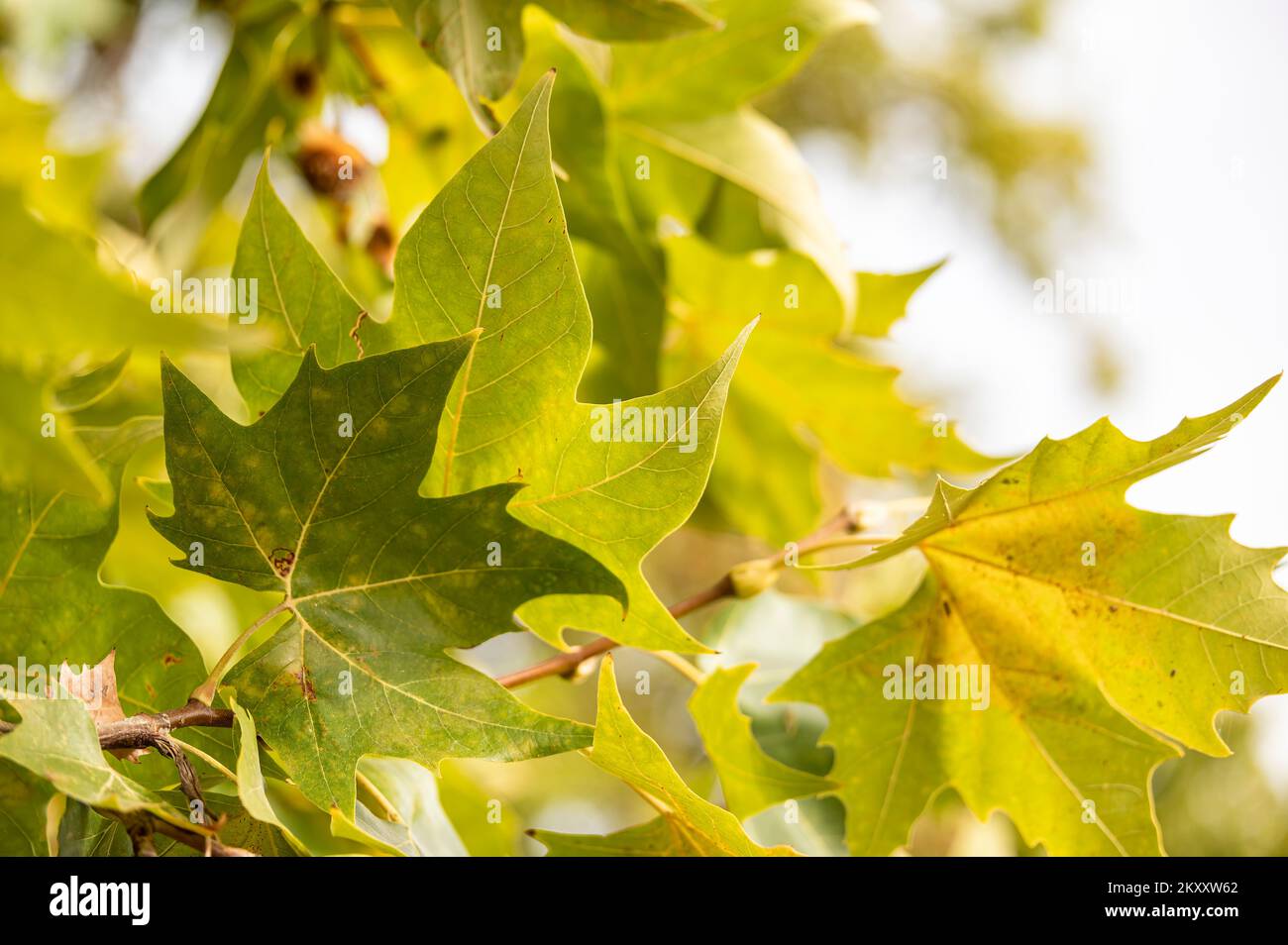 Gros plan des feuilles d'un arbre au ton vert jaunâtre Banque D'Images