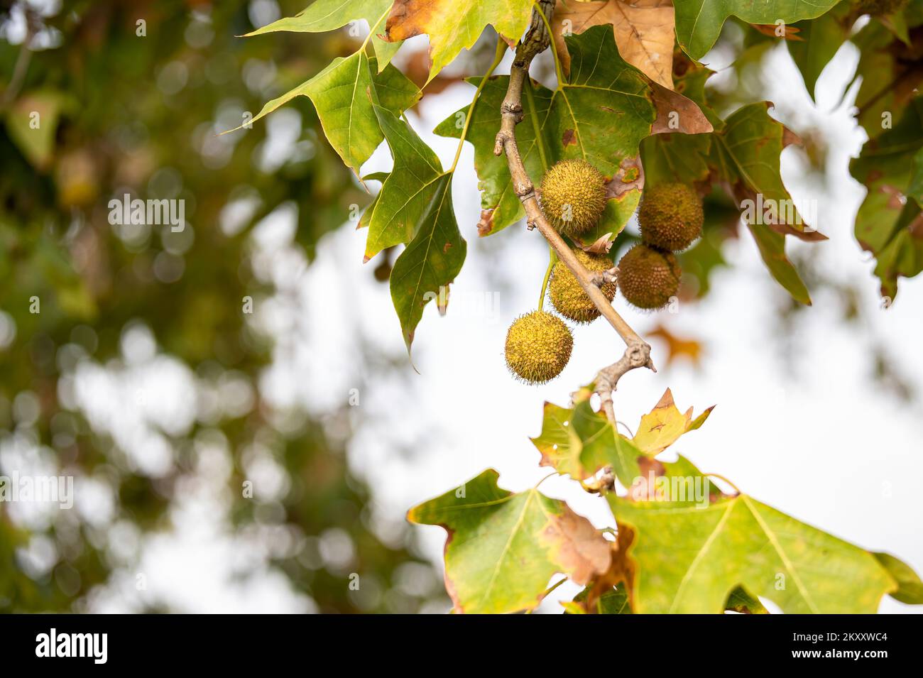 Fruits en forme de boule accrochés à la branche d'une banane, Platanus, arbre entouré de feuilles vertes et brunes Banque D'Images