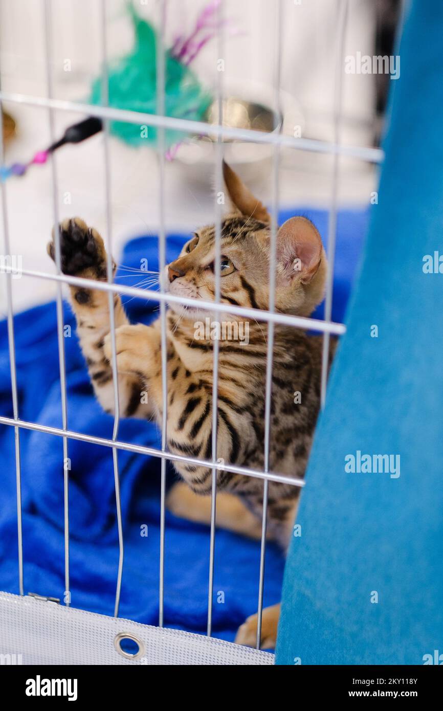 Les propriétaires de chats avec leurs animaux de compagnie au salon international des chats qui s'est tenu dans la salle de sport Martinovka à Zagreb, en Croatie, sur 21 mai 2022. Le salon international du chat organisé par le Felis Croatia Cat Club (KMFC), actuellement le plus grand club felinologique de Croatie en termes de nombre d'éleveurs actifs de races de chat, se tiendra le week-end de 21 mai et 22 dans le Martinovka Sports Hall à FER. KMFC est membre de la World Feline Association, World Cat Federation (WCF). Photo: Tomislav Miletic/PIXSELL Banque D'Images