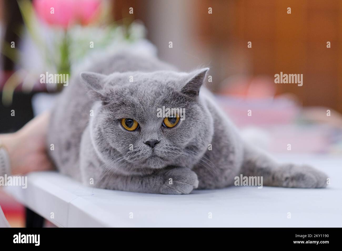 Les propriétaires de chats avec leurs animaux de compagnie au salon international des chats qui s'est tenu dans la salle de sport Martinovka à Zagreb, en Croatie, sur 21 mai 2022. Le salon international du chat organisé par le Felis Croatia Cat Club (KMFC), actuellement le plus grand club felinologique de Croatie en termes de nombre d'éleveurs actifs de races de chat, se tiendra le week-end de 21 mai et 22 dans le Martinovka Sports Hall à FER. KMFC est membre de la World Feline Association, World Cat Federation (WCF). Photo: Tomislav Miletic/PIXSELL Banque D'Images