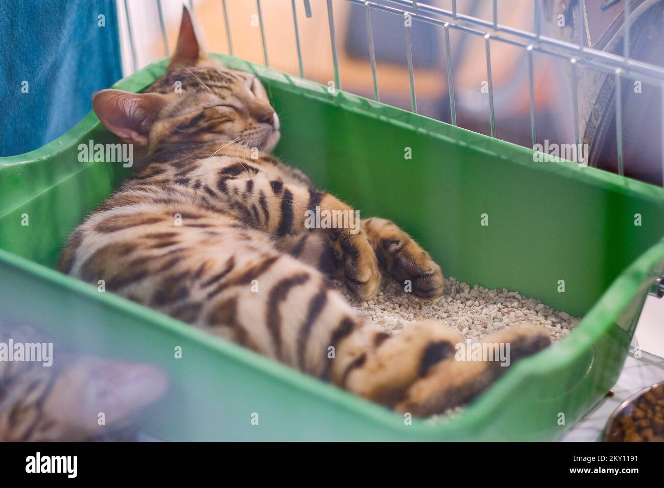 Les propriétaires de chats avec leurs animaux de compagnie au salon international des chats qui s'est tenu dans la salle de sport Martinovka à Zagreb, en Croatie, sur 21 mai 2022. Le salon international du chat organisé par le Felis Croatia Cat Club (KMFC), actuellement le plus grand club felinologique de Croatie en termes de nombre d'éleveurs actifs de races de chat, se tiendra le week-end de 21 mai et 22 dans le Martinovka Sports Hall à FER. KMFC est membre de la World Feline Association, World Cat Federation (WCF). Photo: Tomislav Miletic/PIXSELL Banque D'Images