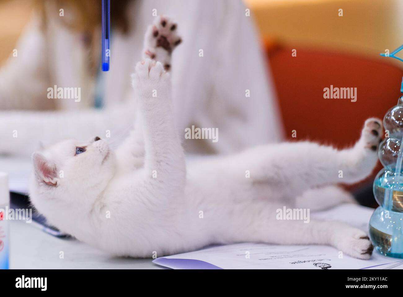 Les propriétaires de chats avec leurs animaux de compagnie au salon international des chats qui s'est tenu dans la salle de sport Martinovka à Zagreb, en Croatie, sur 21 mai 2022. Le salon international du chat organisé par le Felis Croatia Cat Club (KMFC), actuellement le plus grand club felinologique de Croatie en termes de nombre d'éleveurs actifs de races de chat, se tiendra le week-end de 21 mai et 22 dans le Martinovka Sports Hall à FER. KMFC est membre de la World Feline Association, World Cat Federation (WCF). Photo: Tomislav Miletic/PIXSELL Banque D'Images