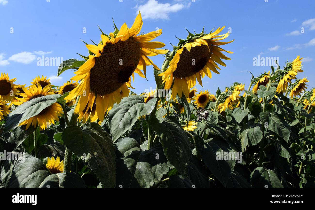 Photo prise sur 3 juillet 2022. Montre les champs de tournesol en Slavonie, la région la plus orientale de la Croatie photo: Ivica Galovic/PIXSELL Banque D'Images