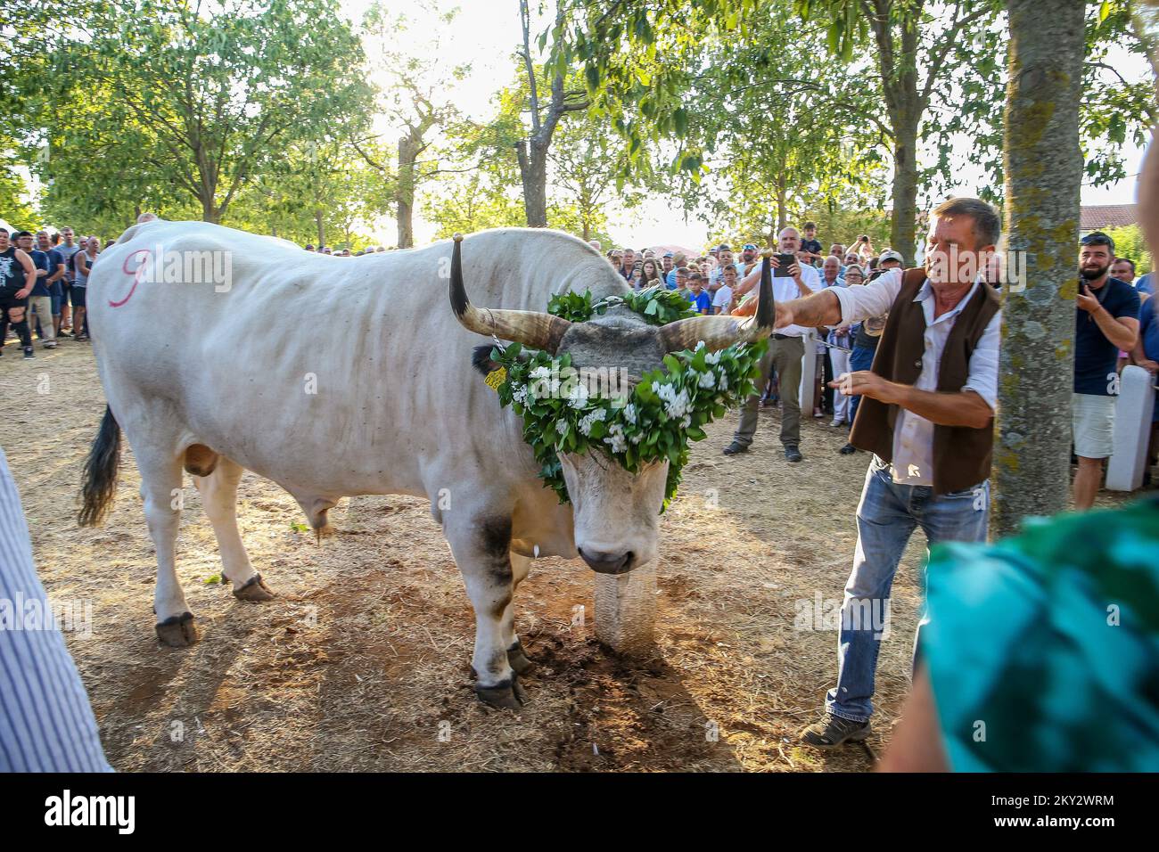 Jakovlje festival, où traditionnellement le plus beau, le plus lourd et le plus obéissant istrian ox (boskarin) de l'Istrie sont choisis à Kanfanar, Croatie, le 30. Juillet 2022. Cette année, le plus beau boskarin est Bakin. Photo: Srecko Niketic/PIXSELL Banque D'Images