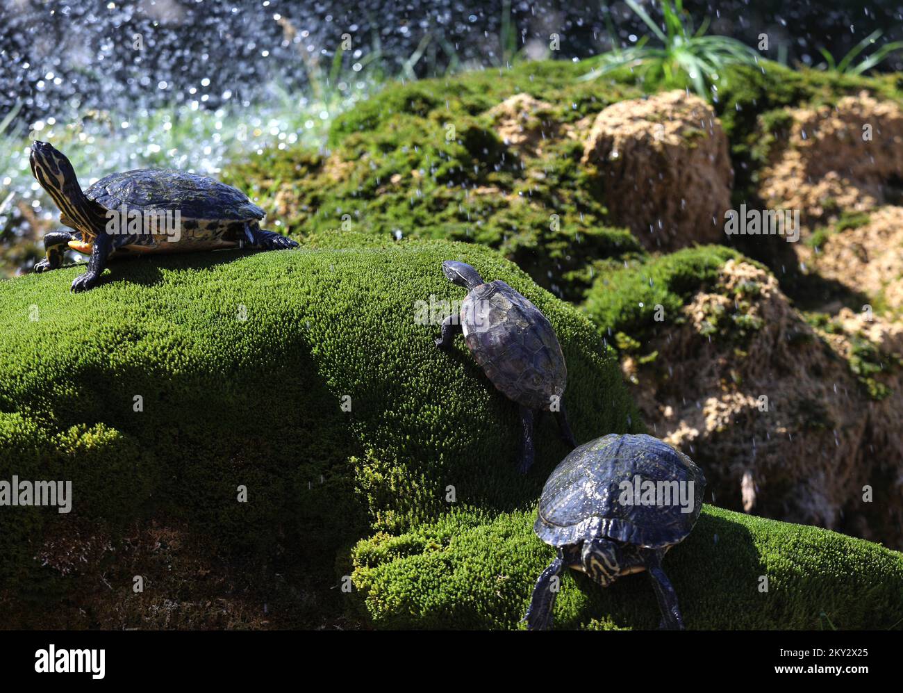 Fontaine d'eau avec des tortues sur la roche en face de l'église paroissiale de notre-Dame hors de la ville de Sibenik, Croatie sur 31. Juillet 2022. Photo: Dusko Jaramaz/PIXSELL Banque D'Images