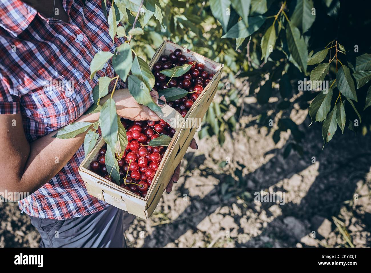 Femme cueillant des cerises dans le verger. Jardinier travaillant dans le jardin. Fermier tenant le panier avec des fruits mûrs Banque D'Images