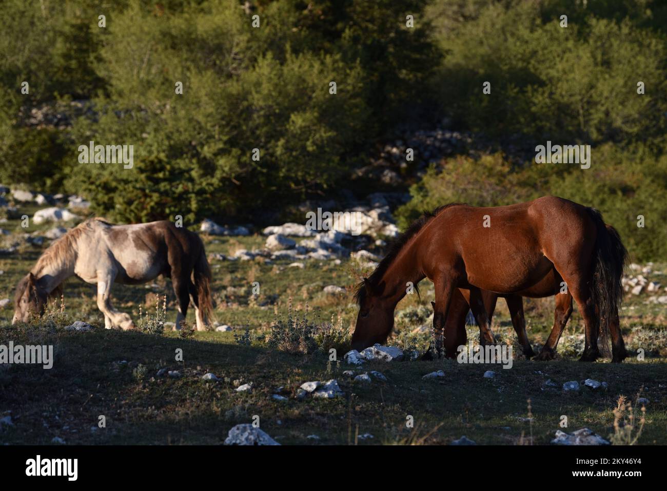 Les chevaux du parc naturel de Biokovo sont à la recherche de nourriture, en Croatie, sur 21 septembre 2022. Photo: Matko Begovic/HaloPix/PIXSELL Banque D'Images