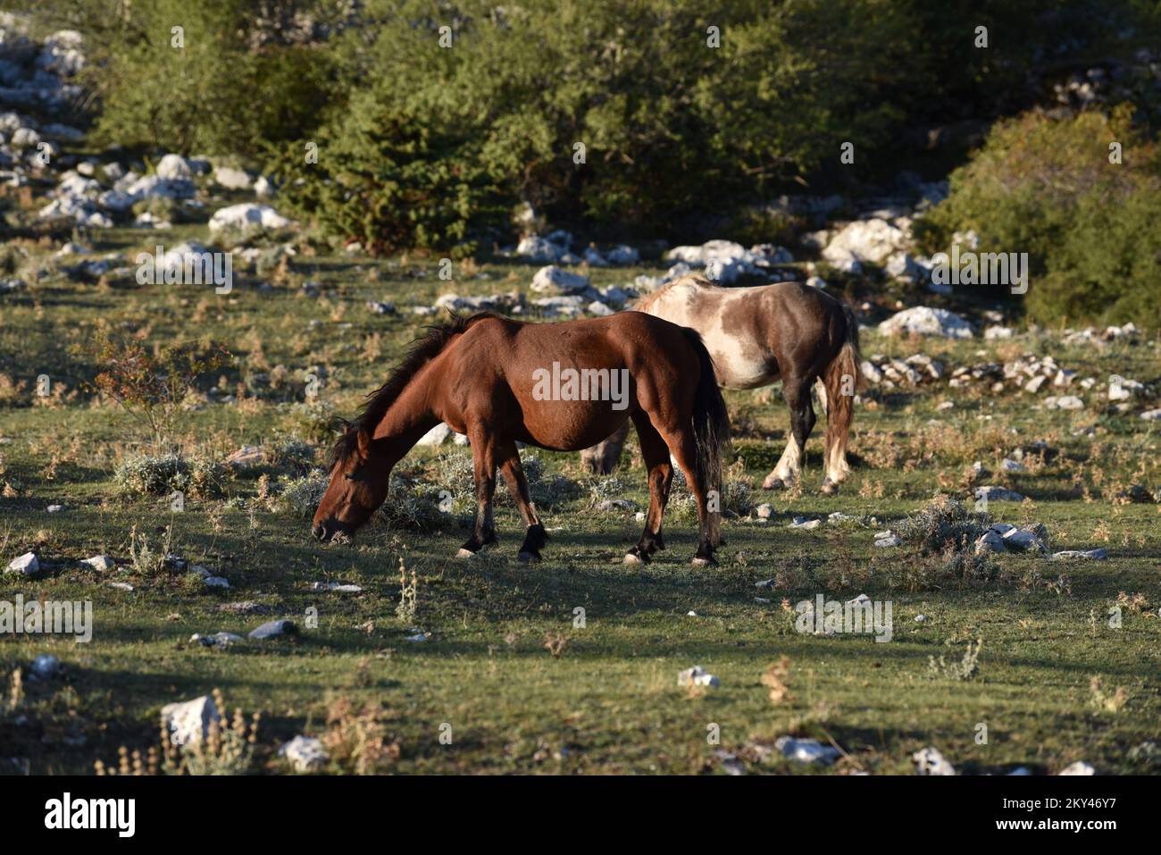 Les chevaux du parc naturel de Biokovo sont à la recherche de nourriture, en Croatie, sur 21 septembre 2022. Photo: Matko Begovic/HaloPix/PIXSELL Banque D'Images