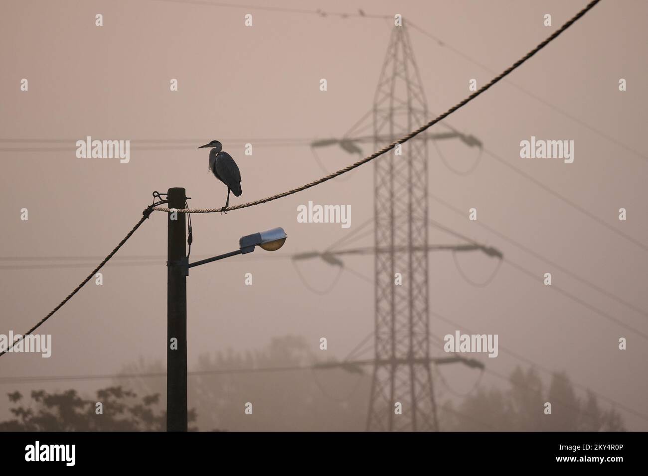Un héron gris sur une ligne électrique près du lac Jarun pendant la matinée brumeuse à Zagreb, en Croatie, sur 13 octobre 2022. Photo: Davor Puklavec/PIXSELL Banque D'Images