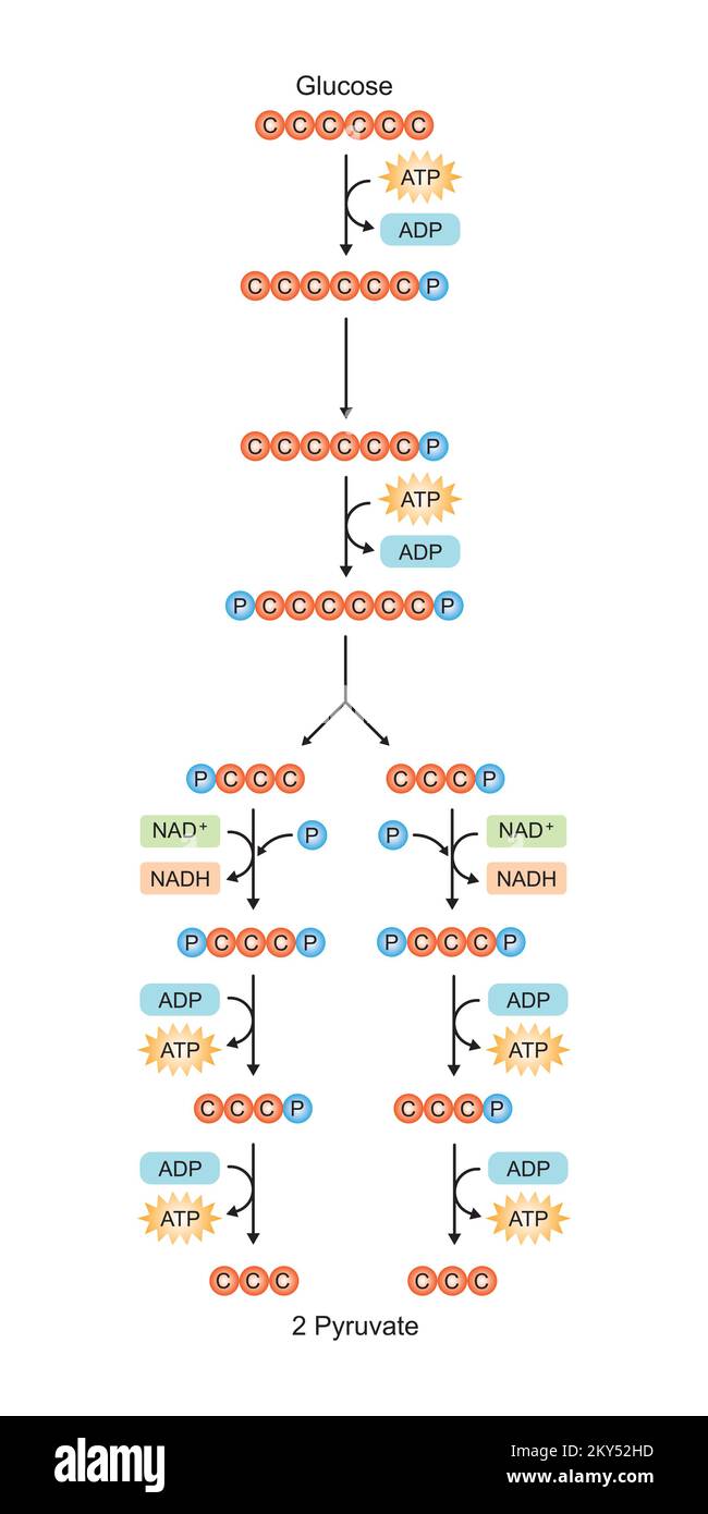 Conception scientifique des étapes de la glycolyse. Conversion du glucose en pyruvate. Symboles colorés. Illustration vectorielle. Illustration de Vecteur