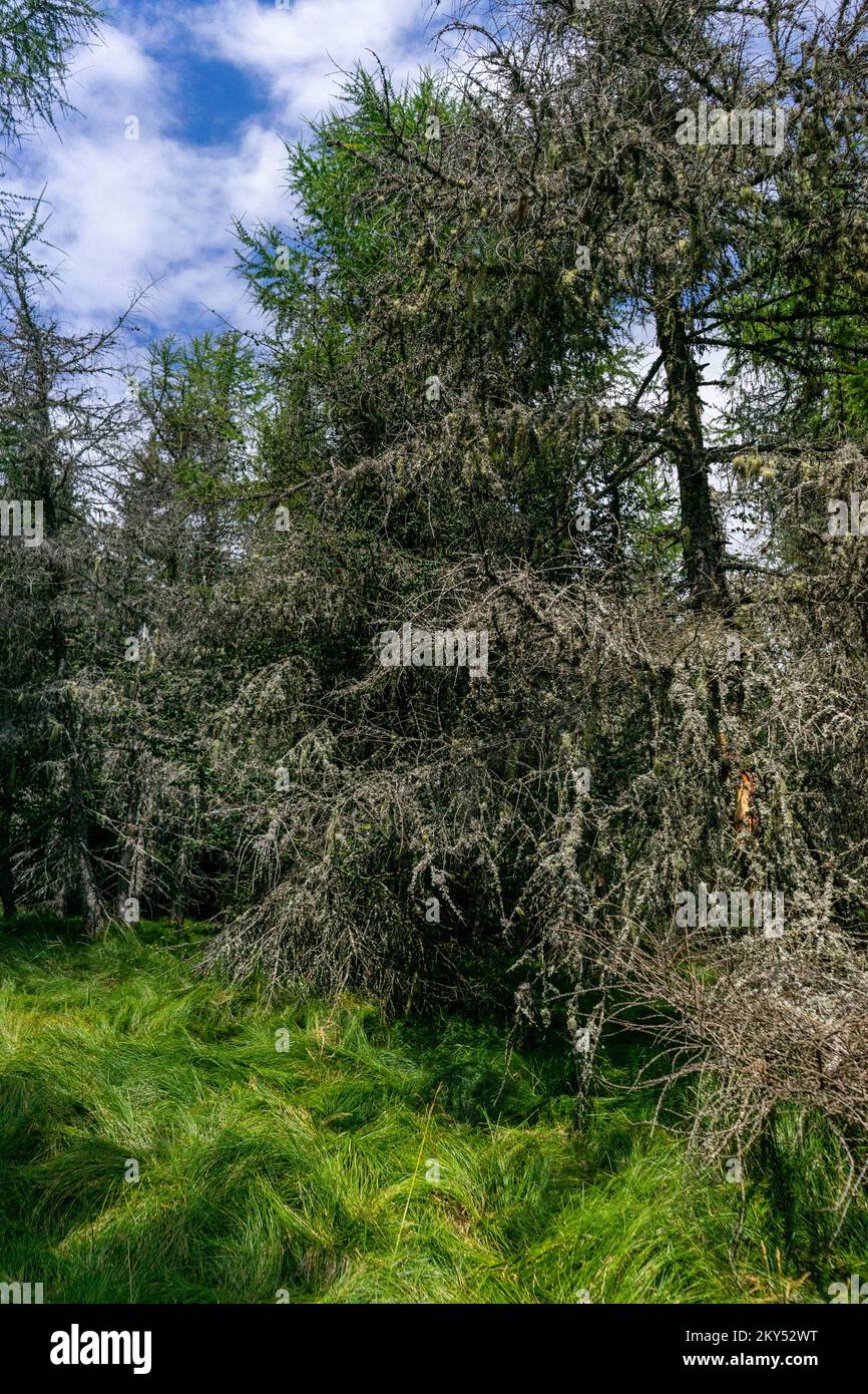 Lichen poussant sur tous les sprint Banque D'Images