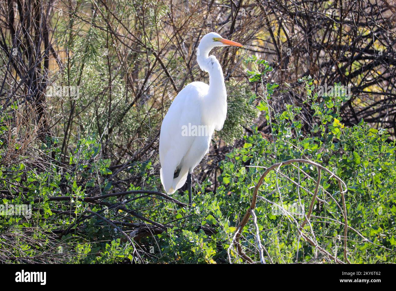 Grand aigreet ou Ardea alba debout dans un arbre au ranch d'eau riveraine en Arizona. Banque D'Images