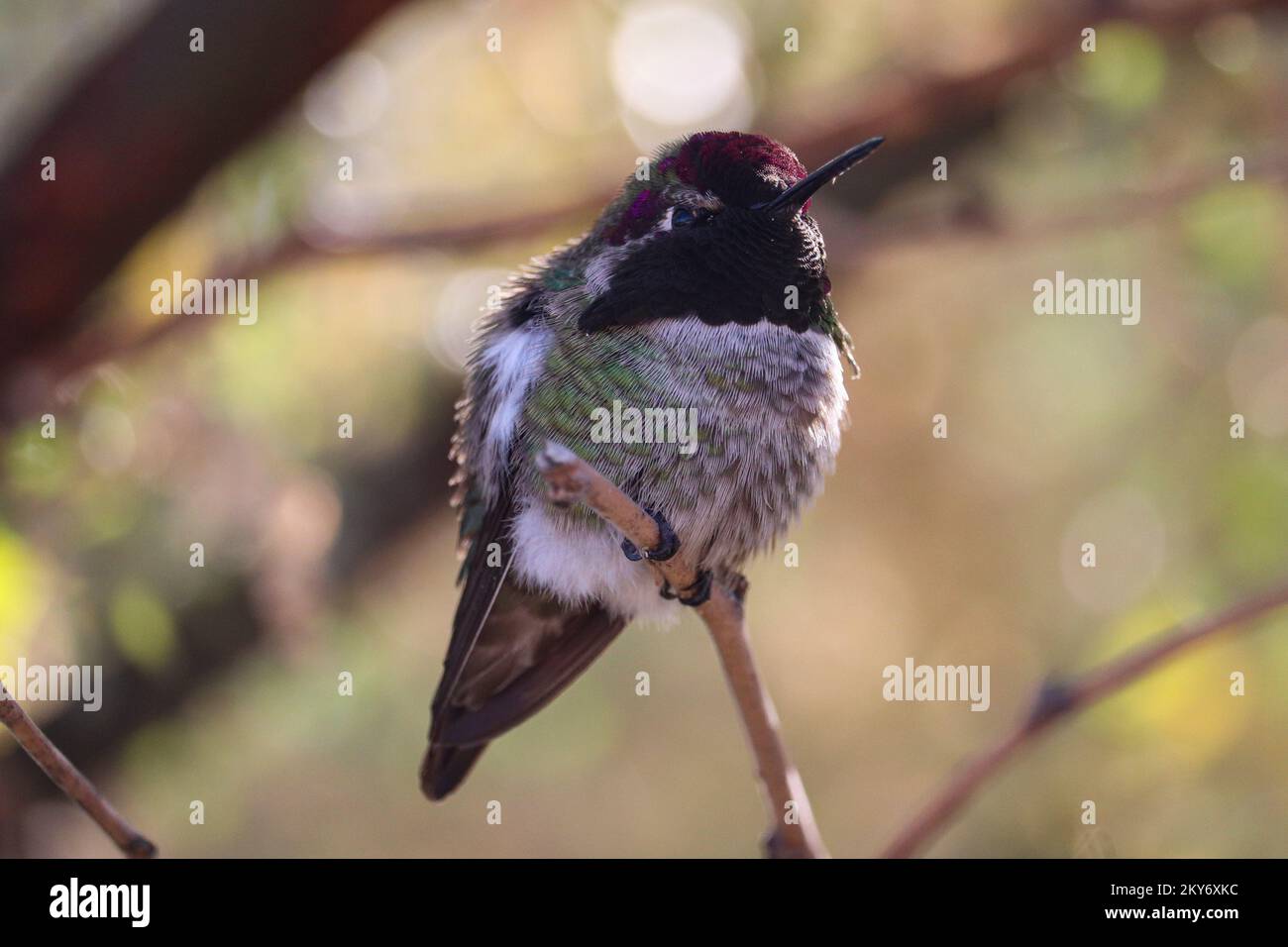 Un colibri d'Anna ou un Calypte anna perçant sur une branche du ranch d'eau riveraine en Arizona. Banque D'Images