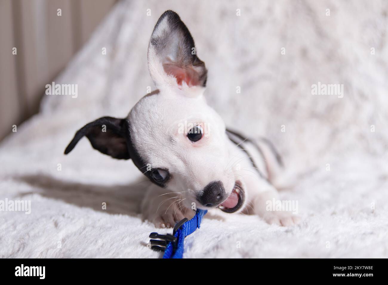 Chihuahua Puppy Dog noir et blanc mâchant sur son collier bleu-S. Banque D'Images