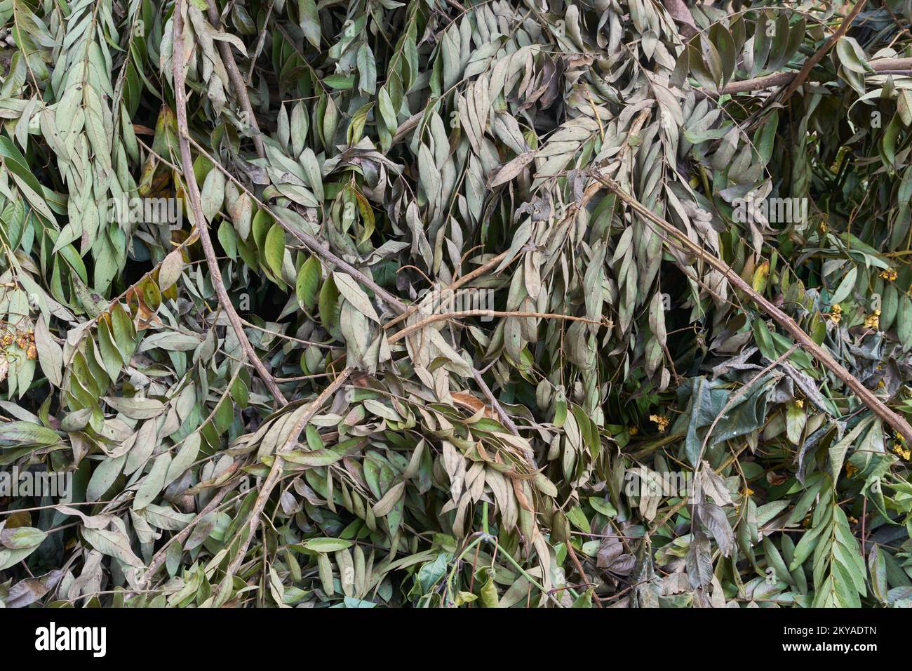 branches et feuilles d'arbre sèches pour engrais organique, processus de transformation, matériau biodégradable de recyclage de jardin en sol fertile, plein châssis Banque D'Images