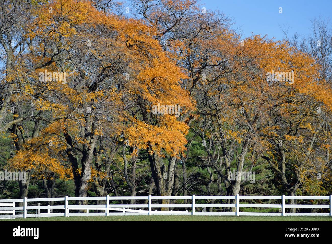 Warrenville, Illinois, États-Unis. La beauté et la couleur de la saison d'automne en évidence dans une ferme dans le nord-est de l'Illinois. Banque D'Images