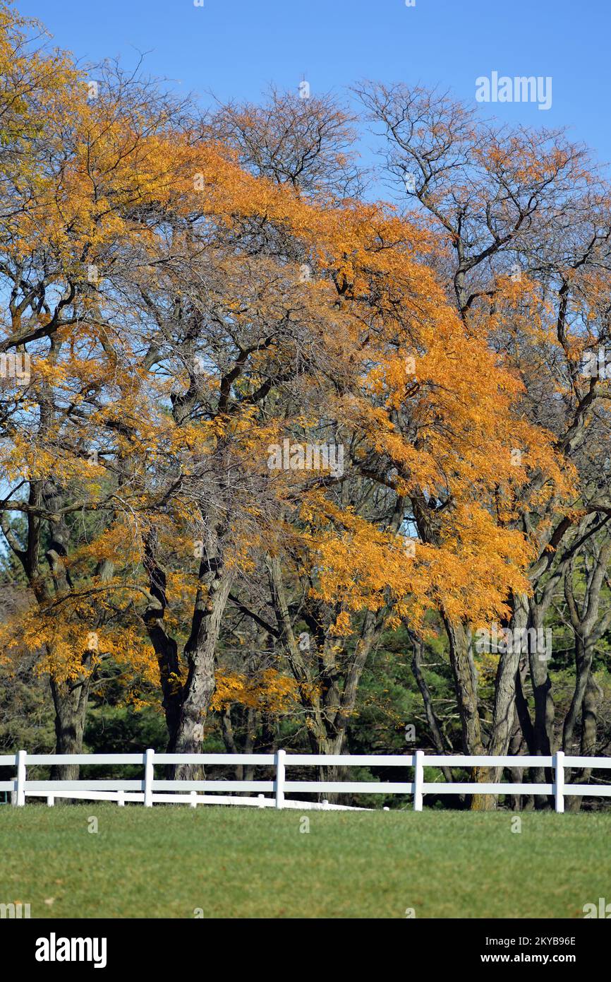 Warrenville, Illinois, États-Unis. La beauté et la couleur de la saison d'automne en évidence dans une ferme dans le nord-est de l'Illinois. Banque D'Images