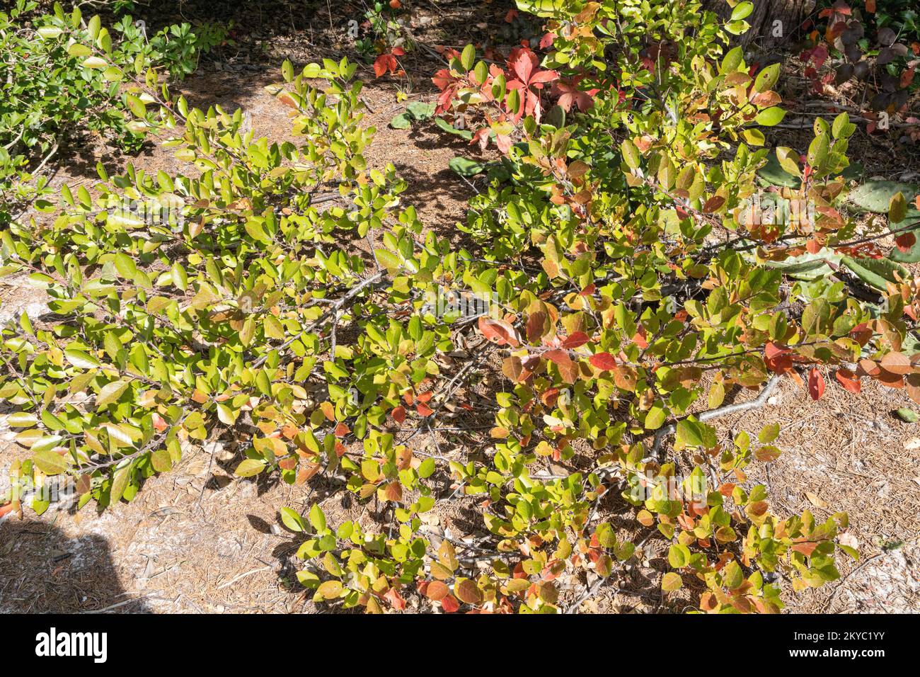 Prunice de plage de Srubby - Prunus maritima Banque D'Images