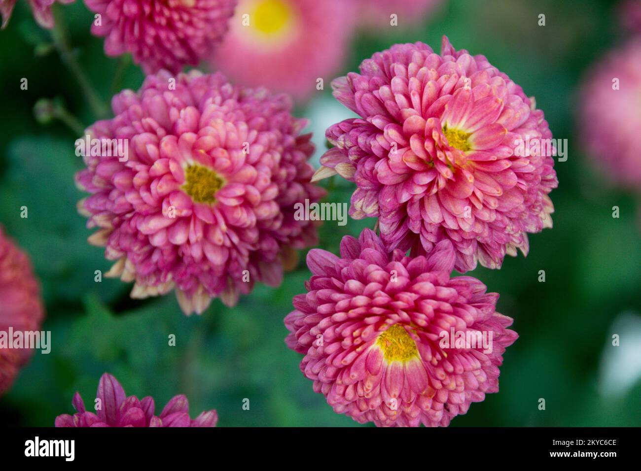 fleur de dahlia rouge isolée gros plan sur la nature Banque D'Images
