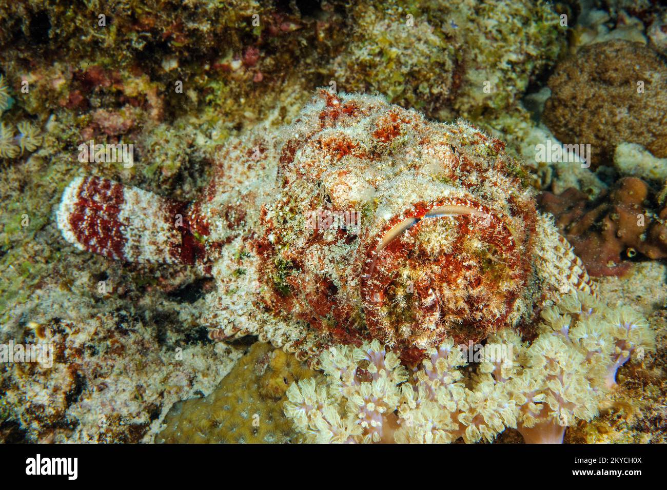 Le corégone venimeux animal marin venimeux est le corégone de récif (Synanceia verrucosa) comme le corail en pierre dans le récif de corail qui se cache pour la proie regarde directement Banque D'Images