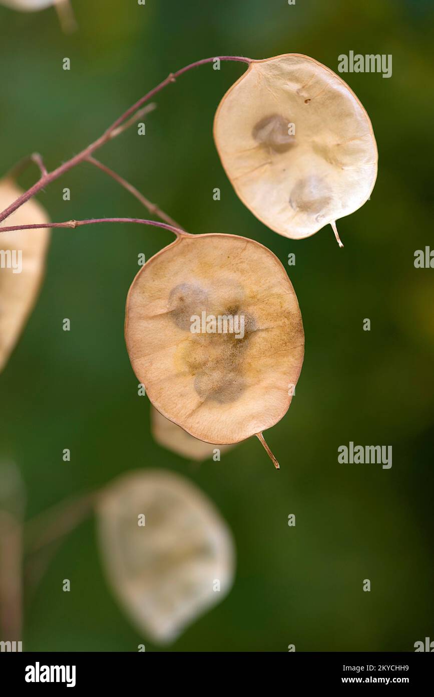 Feuille de semences d'honnêteté annuelle (Lunaria annua), Bavière, Allemagne Banque D'Images