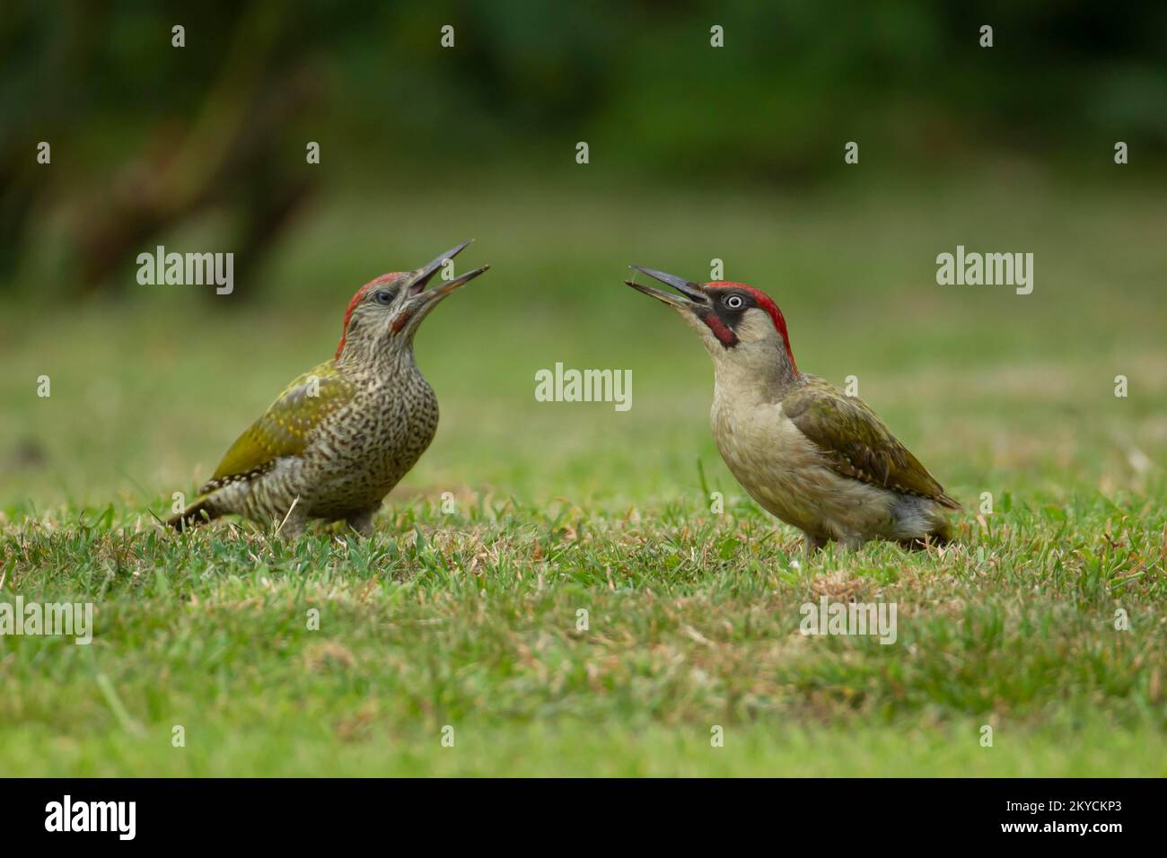 Pic vert (Picus viridis) oiseau adulte et juvénile faisant appel à une pelouse de jardin, Norfolk, Angleterre, Royaume-Uni Banque D'Images