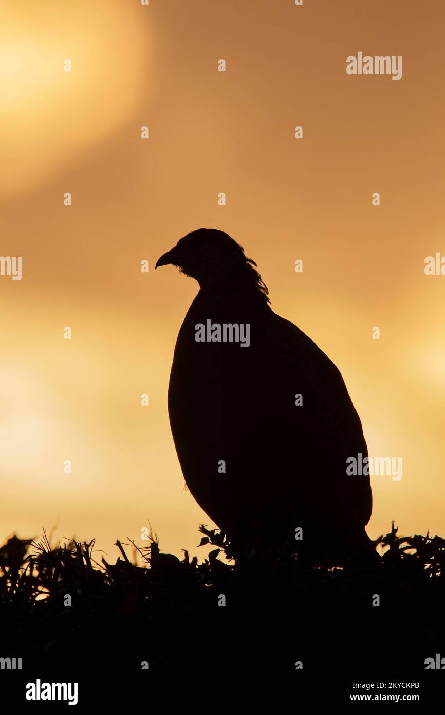 Faisan à col commun ou à anneau (Phasianus colchicus) oiseau femelle adulte sur un hédgerow au coucher du soleil, Suffolk, Angleterre, Royaume-Uni Banque D'Images