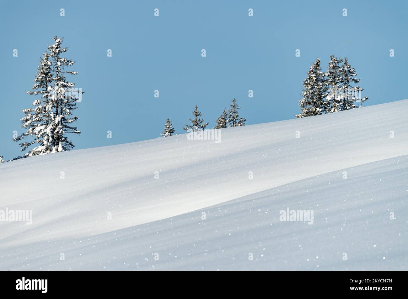 Paysage d'hiver avec des sapins fraîchement couverts de neige, canton de Berne, Suisse Banque D'Images