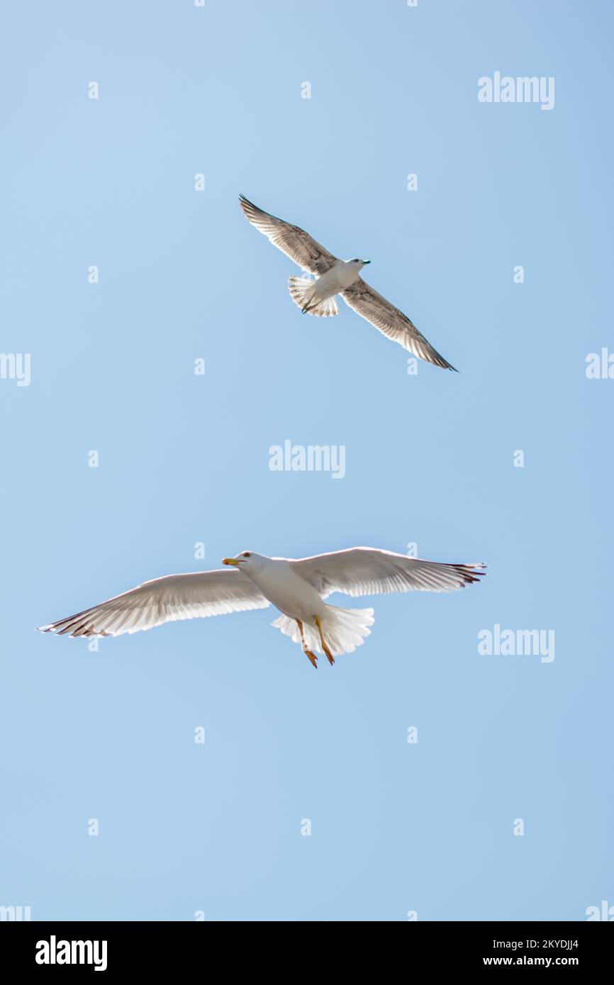 Deux mouettes volant dans un ciel en arrière-plan Banque D'Images