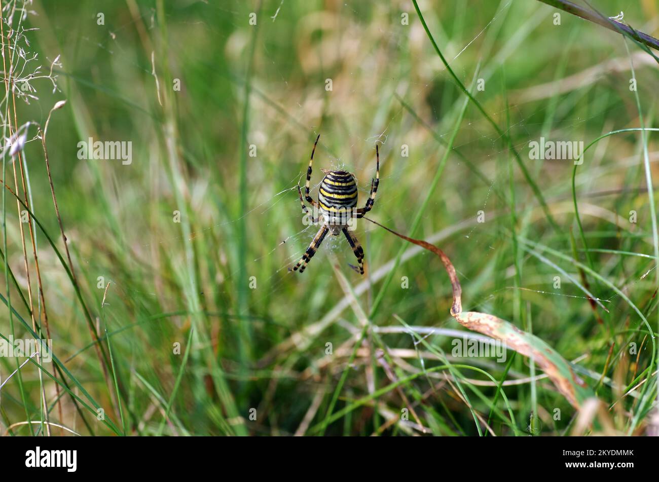 Araignée de guêpe (Argiope bruennichi), femelle, toile d'araignée, herbe, l'araignée de guêpe se trouve dans sa toile dans le pré Banque D'Images