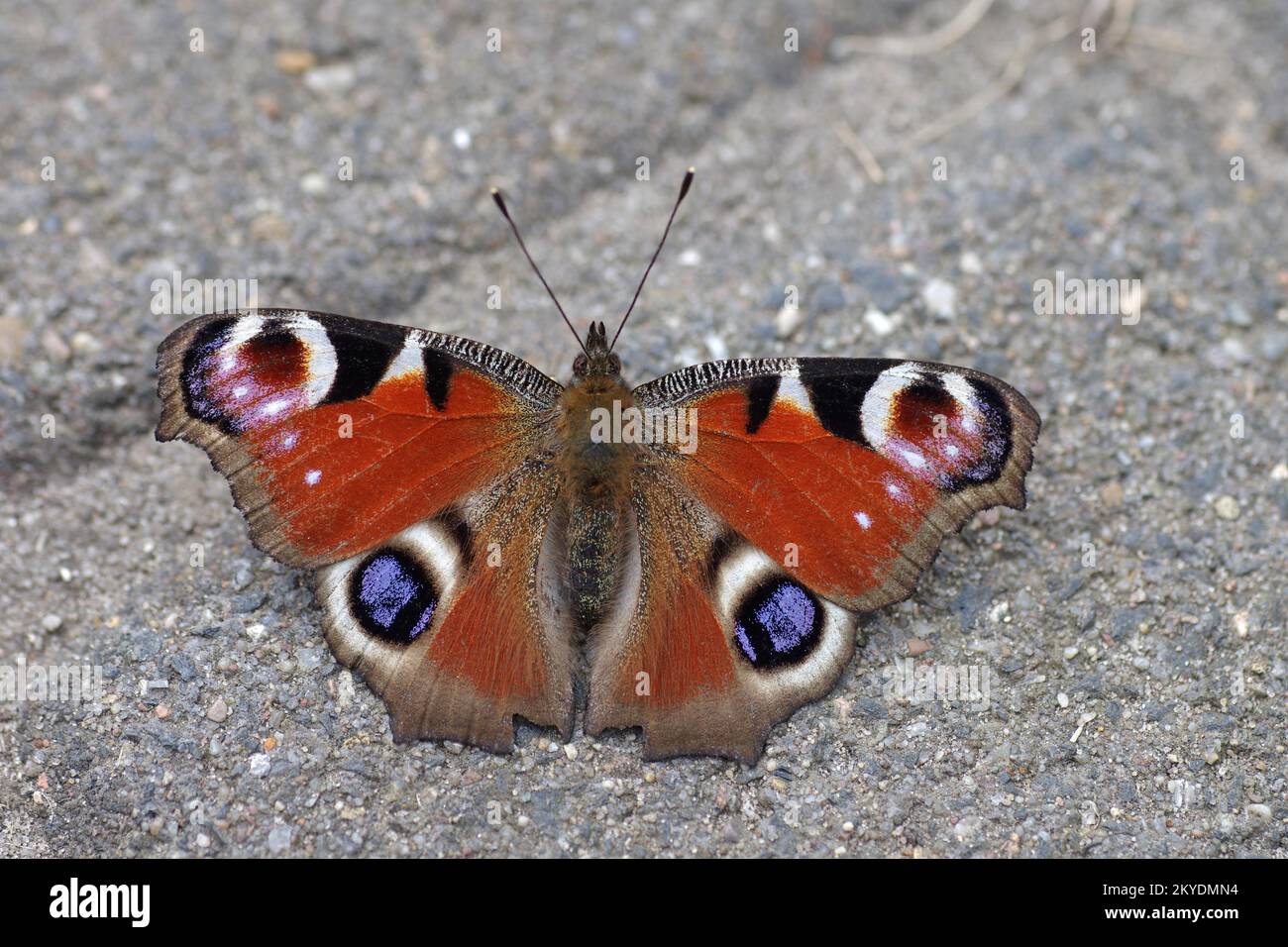 Gros plan, paon européen, papillon, ailes, Allemagne, Gros plan du paon papillon (Aglais io) avec ailes ouvertes Banque D'Images