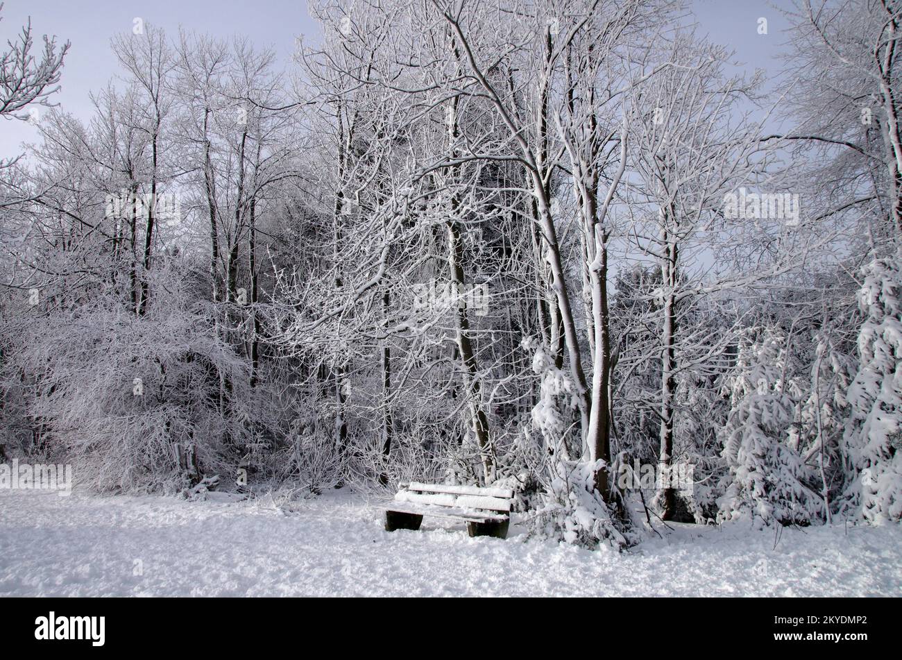 Paysage, hiver, neige, froid, paysage avec neige sur les arbres et sur un banc Banque D'Images