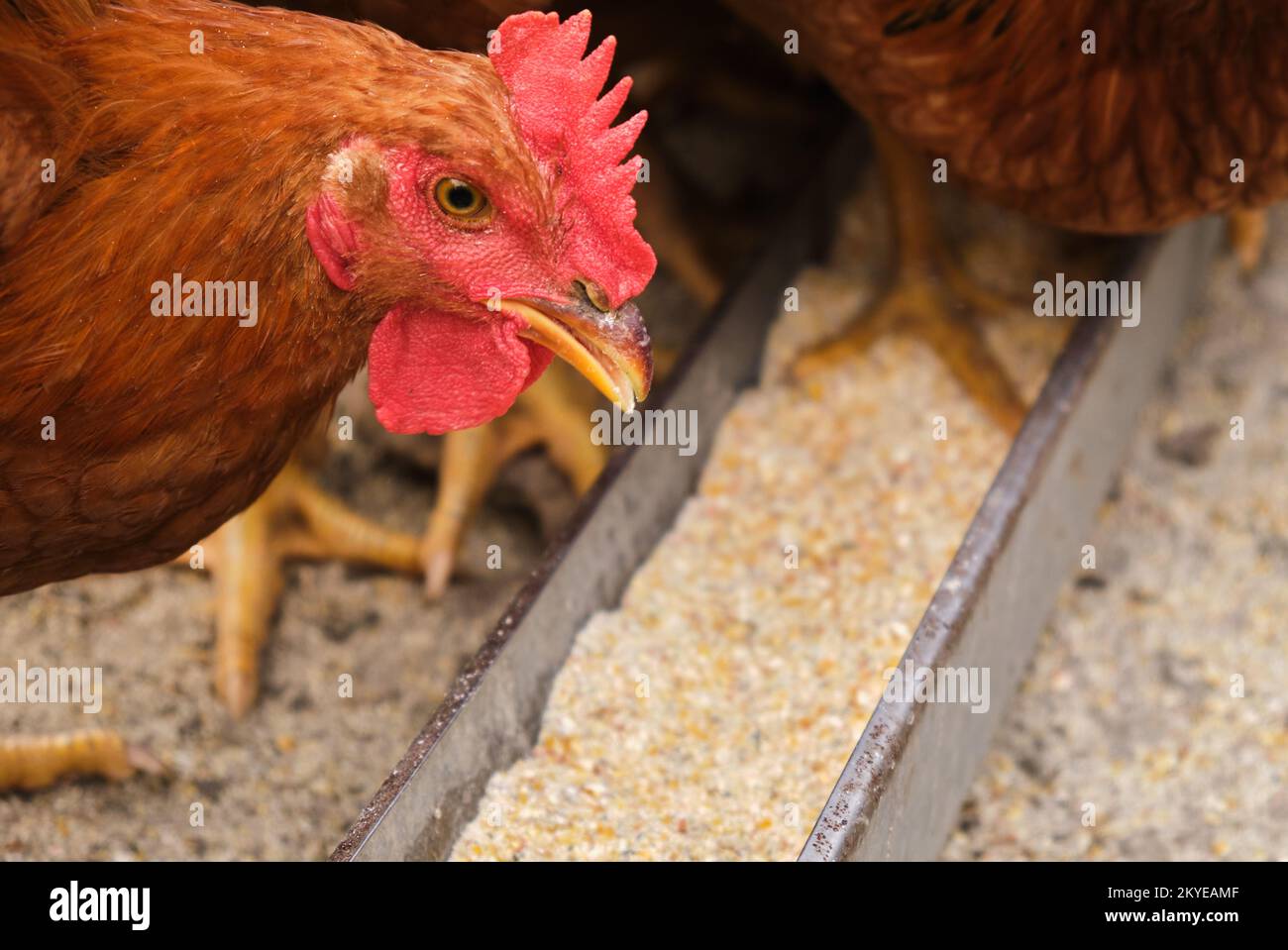 gamme libre de poulet rôti de poulet bio pecking manger plateau d'alimentation de grain ferme de campagne Banque D'Images