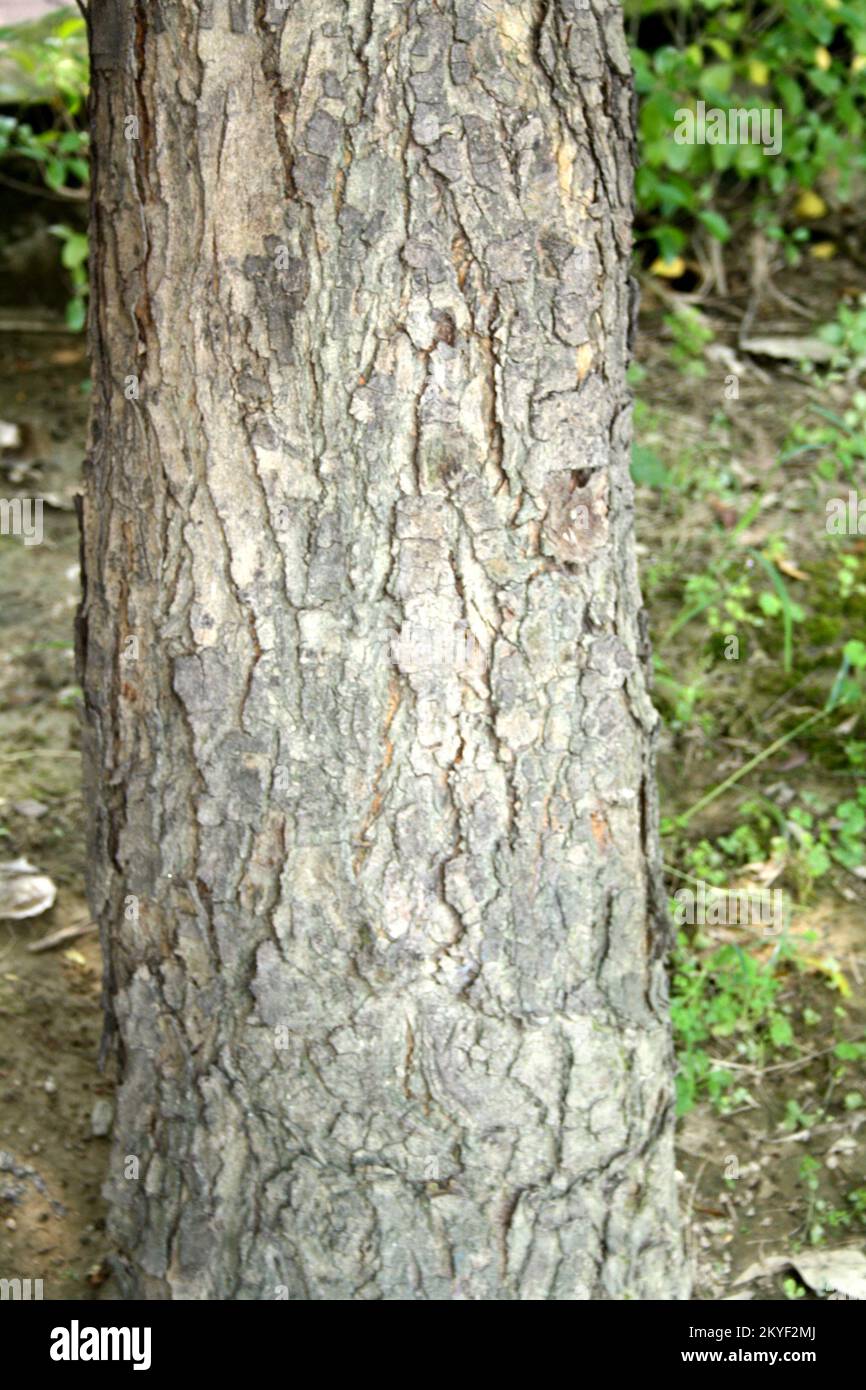 Lilas indien ou Neem (Azadirachta indica) tronc d'arbre avec écorce rugueuse et fissurée : (pix SShukla) Banque D'Images