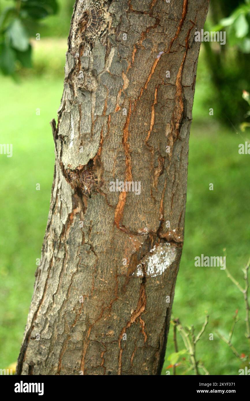 Lilas indien ou Neem (Azadirachta indica) tronc d'arbre avec écorce rugueuse et fissurée : (pix SShukla) Banque D'Images