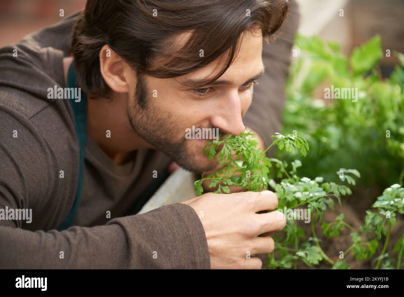 Rien ne vaut l'odeur des herbes fraîches. Un beau jardinier sentant des herbes fraîches dans une pépinière. Banque D'Images