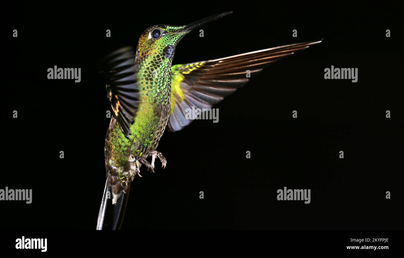 Hummingbird, Maquipucuna Cloudforest Reserve, Rainforest, province de Pichincha, Equateur, Amérique Banque D'Images