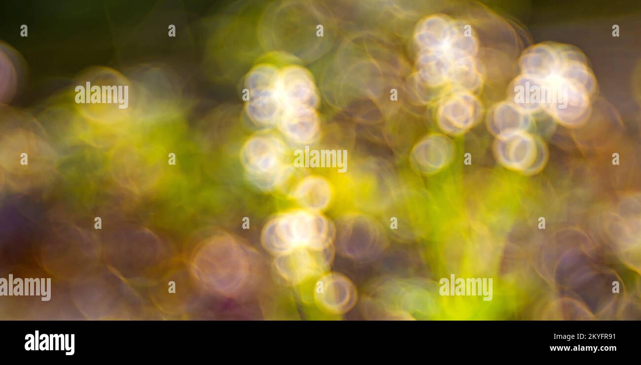 Résumé nature Green Bubble arrière-plan Banque D'Images