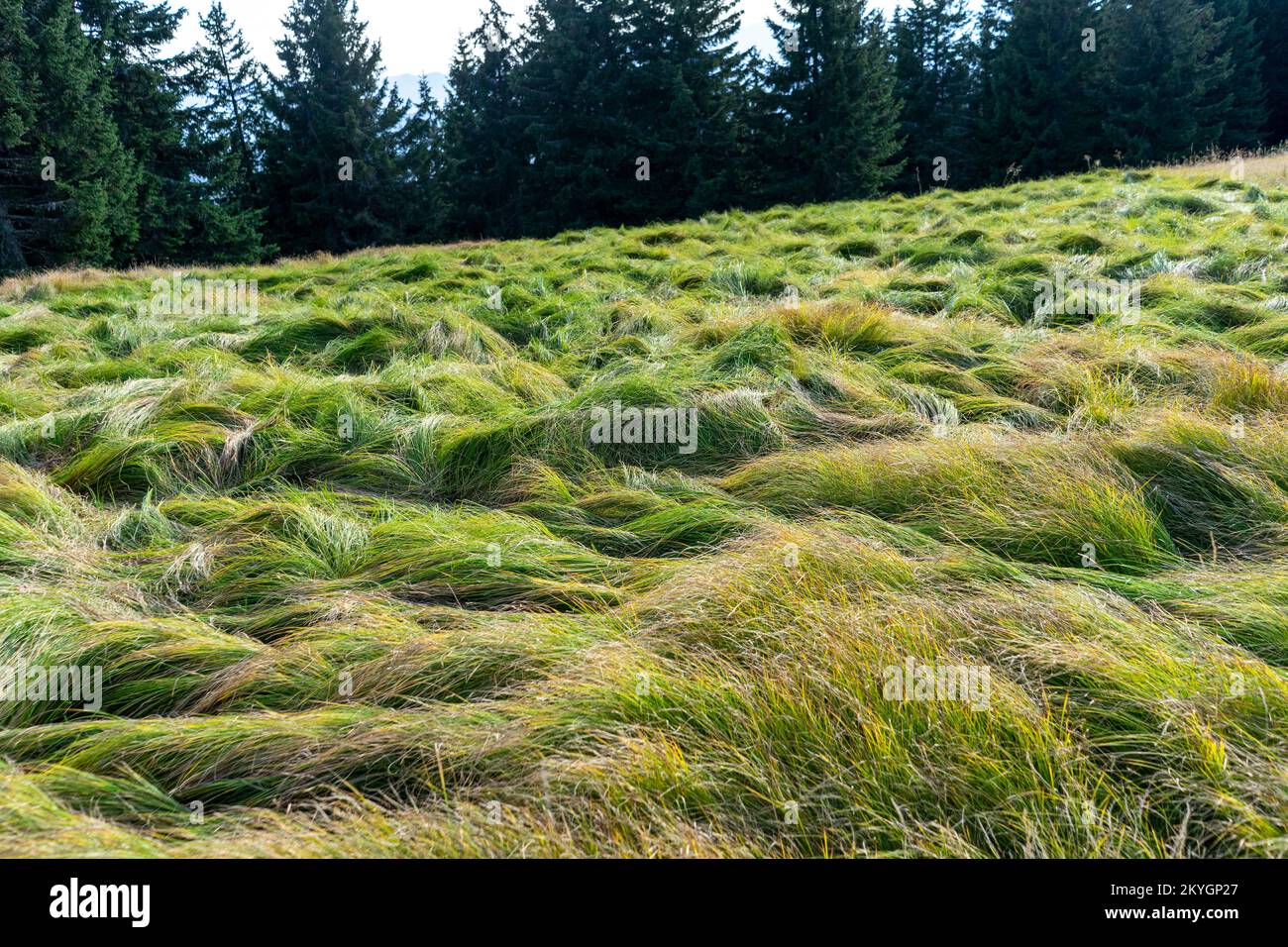 Une pelouse longue et incroyable nommée Nardus stritta Banque D'Images