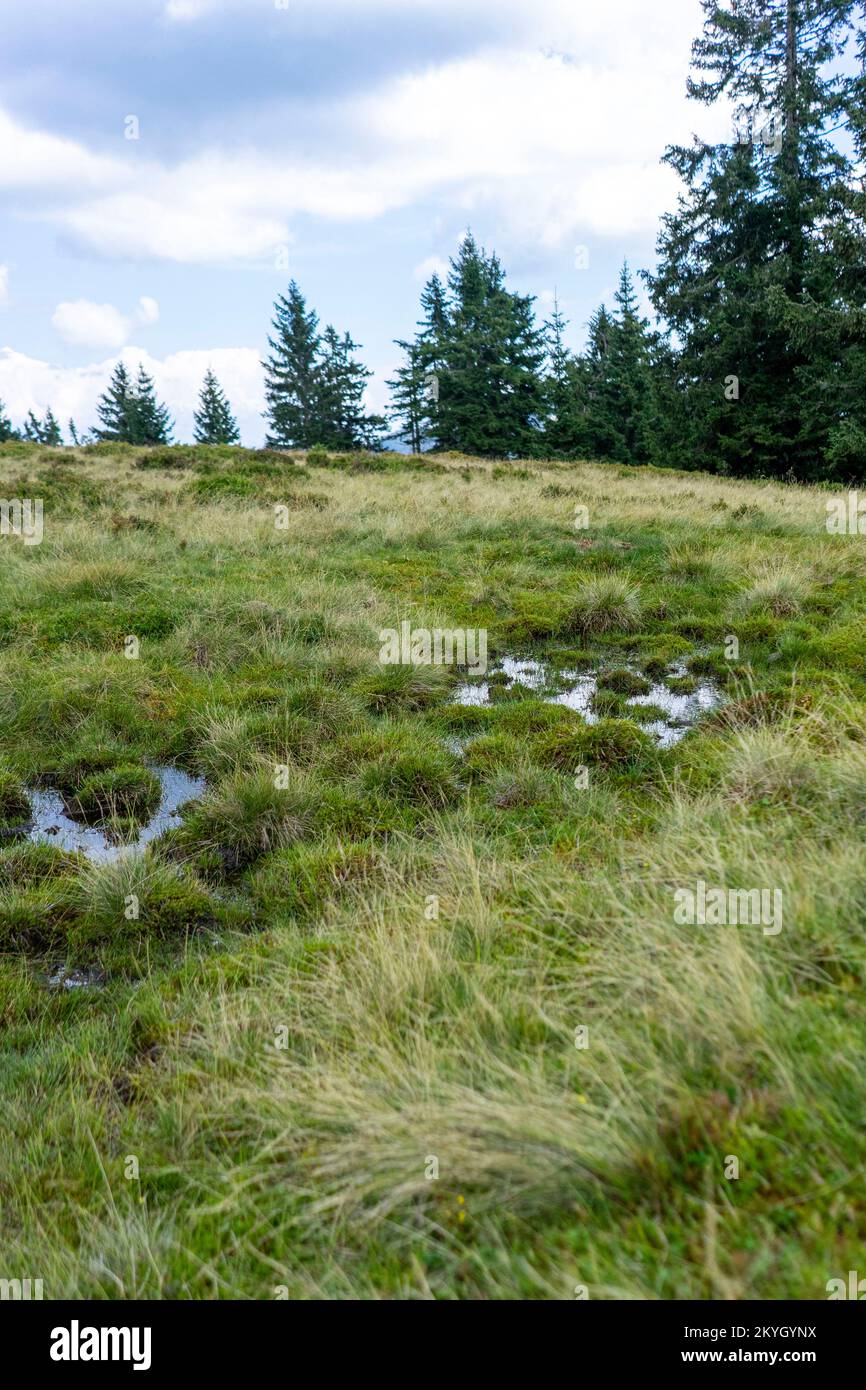 Une pelouse longue et incroyable nommée Nardus stritta Banque D'Images