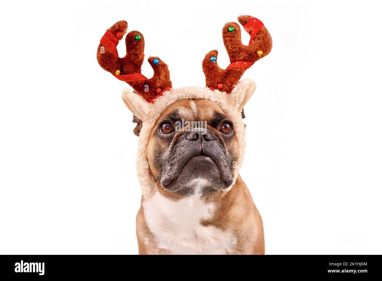 Chien Bulldog français avec costume de renne de Noël sur fond blanc Banque D'Images
